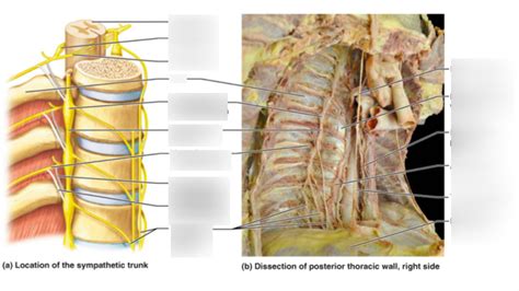 Thoracic Posterior Trunk