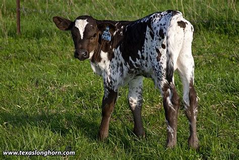 Black And White Spotted Texas Longhorn Heifer Calf Born Spring Of 2008