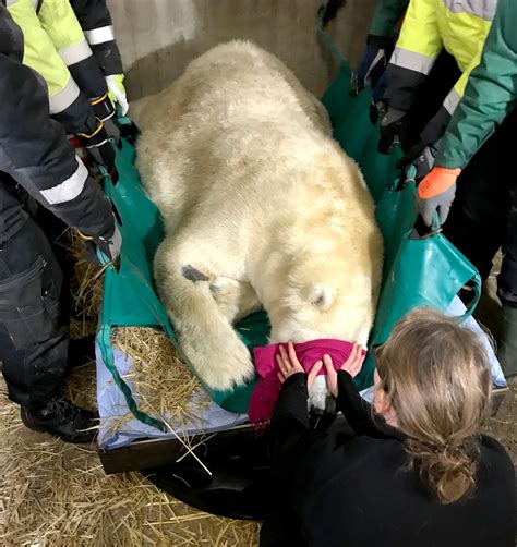 Case Report Polar Bears Unique Dental Operation In Finland