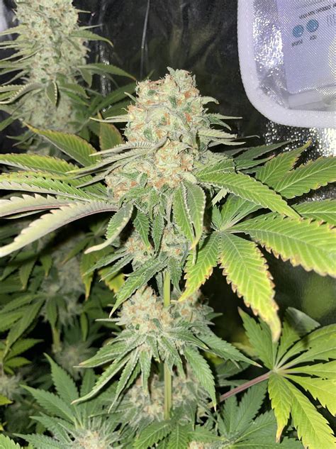 Barneys Farm Dos Si Dos 33 Grow Journal By Sesegrows Growdiaries