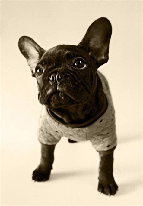 17 Best Images About French Bulldog On Pinterest For