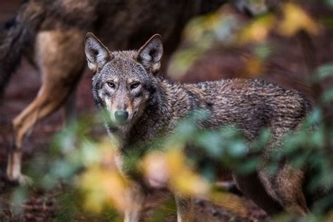 This Distinctively American Wolf May Be Going Extinct In The Wild
