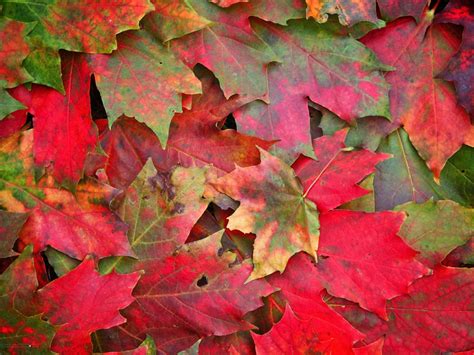 Autumn Red Maple Leaves Autumn Leaves Wallpaper Desktop Wallpaper