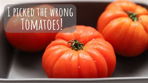 Provence Style Stuffed Tomatoes Gone Wrong Youtube