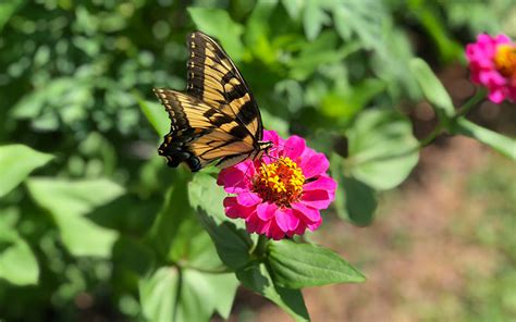 The flowers look a little like phlox and attract all kinds of butterflies. Heat Tolerant Flowers to Grow in Your Garden - The Home Depot