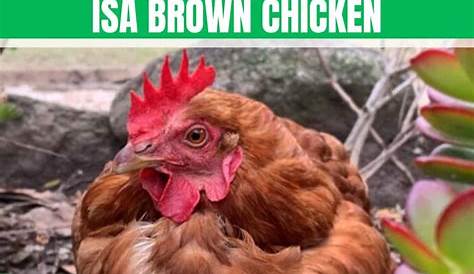 Isa Brown: Appearance, Size, Eggs, Raising and More
