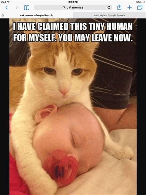 Everyone wants to cuddle with them. 100 Dank Cat Memes Ever That Will Make You Rock n Roll ...