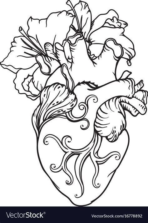 Stylized Anatomical Human Heart Drawing Heart Vector Image