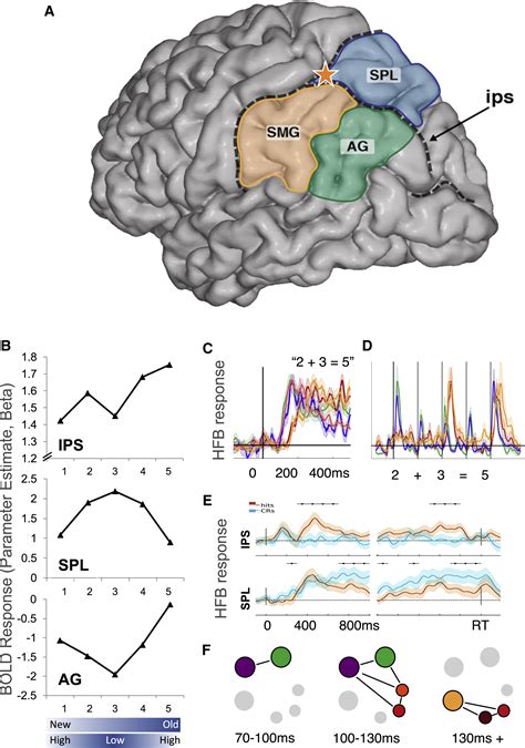 Memory Numbers And Action Decision In Human Posterior