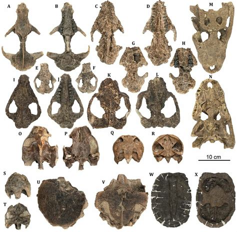 New Fossil Discovery Shows The Rapid Rise Of Mammals After Kt