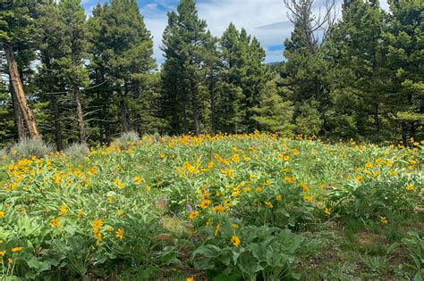 The Best Wildflower Hikes Around Bozeman Montana
