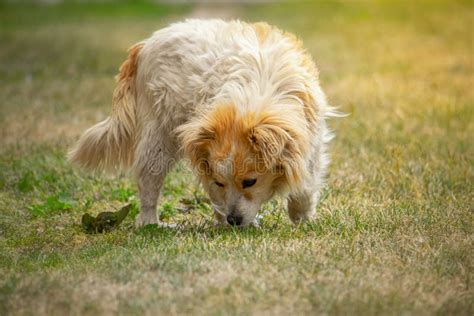 Cute Small White Dog Sniffing In The Grass Stock Image Image Of