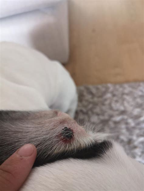 Teresa, so sorry to hear your dog has cancer. My dog has a hard black lump on the inside of her ear. It ...