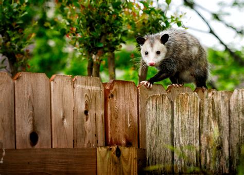 Backyard Buddies Opossums In Florida Please Dont Hurt Us