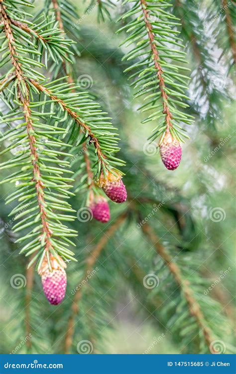 Red Pine Tree Flowers On Branch Stock Image Image Of Flowers Papaver