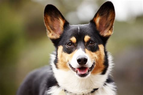 Pembroke Welsh Corgi Dog Breed Information And Characteristics Daily Paws