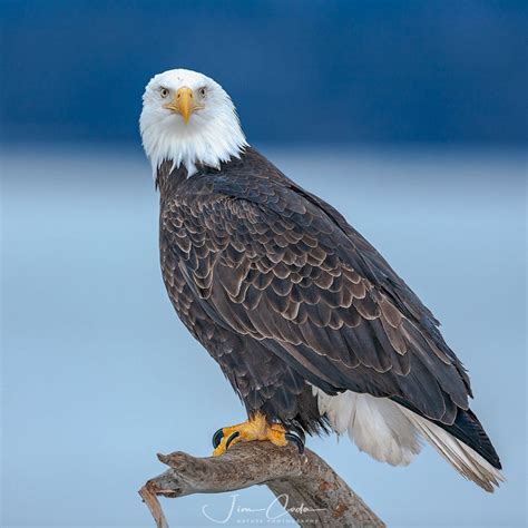 Bald Eagle Alaska Jim Coda Nature Photography
