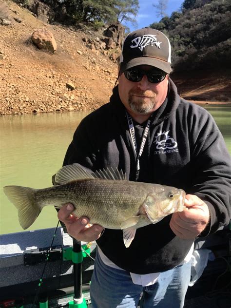 Fishing Shasta Lake Spotted Bass Report