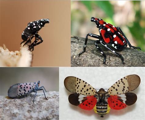 What Trees Do Spotted Lanternflies Destroy Theresia Jude