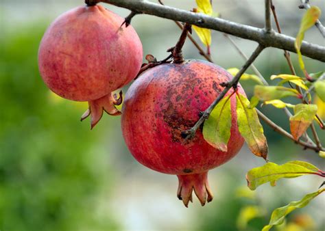 Pomegranate - Mollar de Elche - Bagged - Perth, WA - Online Garden Centre