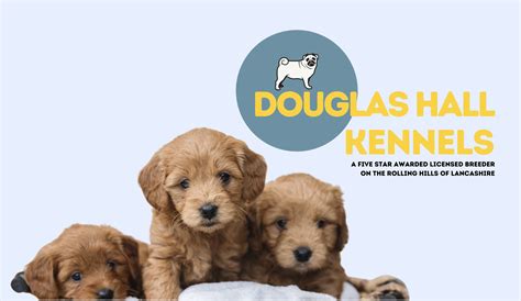 Why Choosing a Licensed Breeder Is the Best Paw-sitive Decision for