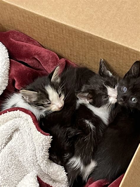 4 Adorable Kittens Need Loving Homes! : r/Sacramento