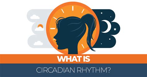 See more ideas about circadian rhythm, rhythms, circadian rhythm disorder. What is Circadian Rhythm or Body Clock Cycles? | Sleep Advisor