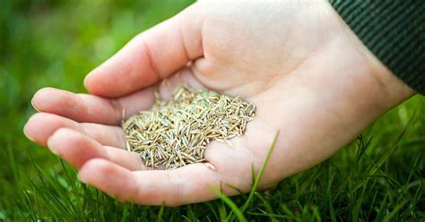 This is useful in scenarios where you want to provide some test data in the development environment. Benefits and Disadvantages of Grass Seed vs Sod