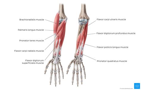 Anterior Compartment Of The Forearm Kenhub Forearm Anatomy Muscle