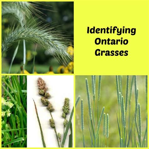 Identifying Different Grasses At Home Pets