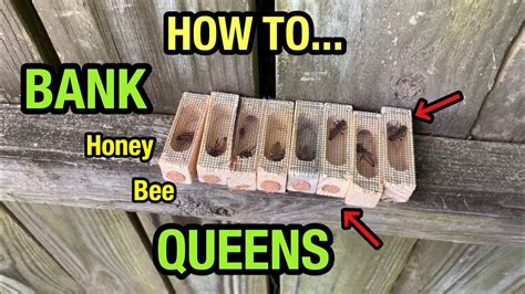 One Way To Successfully Bank Honey Bee Queens Youtube