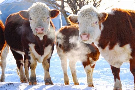 Teachkyag Kentucky Farm Life Winter And Caring For Livestock