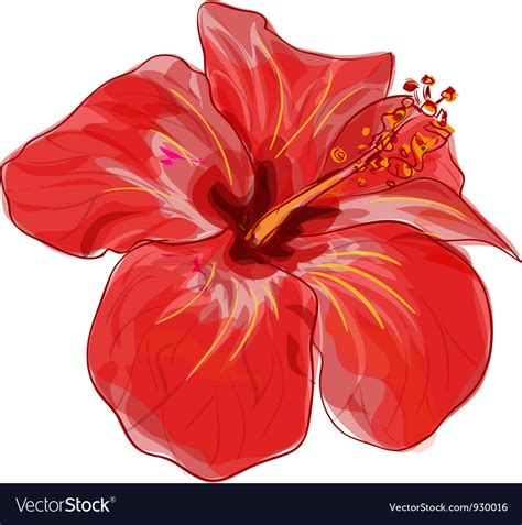 Red Hibiscus Flower Royalty Free Vector Image Vectorstock