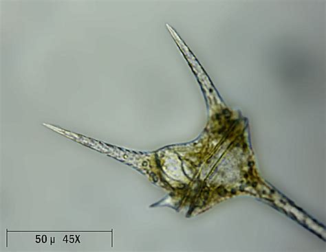 Check spelling or type a new query. Ceratium hirundinella , Natura Mediterraneo | Forum ...