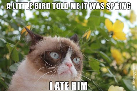 Pin By Christina Gibson On Grumpy Cat Angry Cat Memes Grumpy Cat