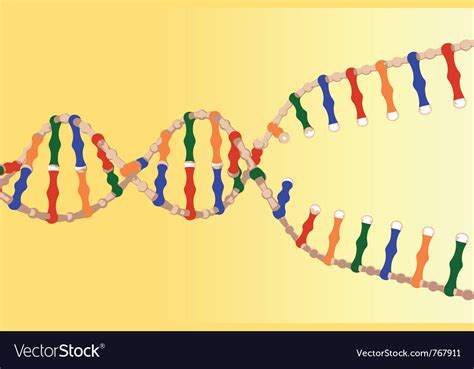Separated Dna Strands Royalty Free Vector Image