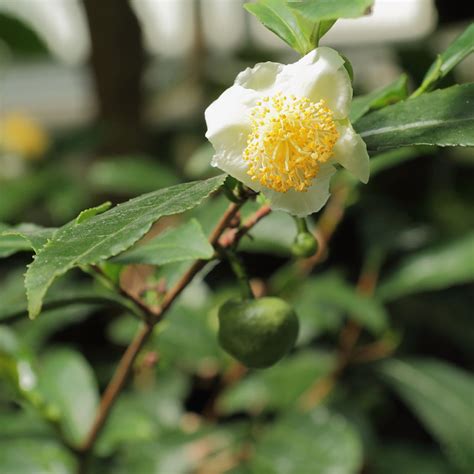 Explore amazon devices · shop our huge selection · fast shipping Investigating The Tea Genome And How To Make More ...