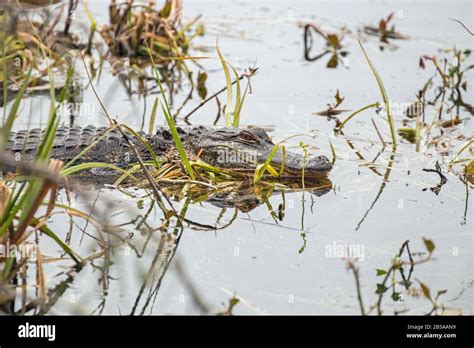 Alligators At Huntington Beach State Park South Carolina Stock Photo