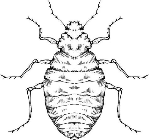 Bed Bug Drawings Stock Photos Pictures And Royalty Free Images Istock