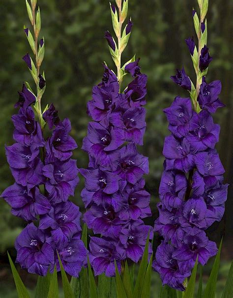 Gladiole Purple Flora Buc Planterra Ro Viata Pe Verde