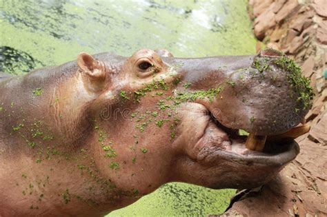 Hippo Portrait In The Nature Stock Image Image Of Hippopotamus
