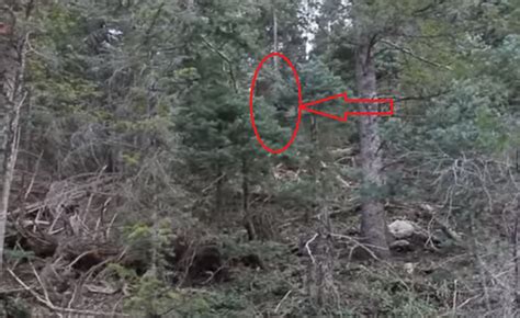 Bigfoot Sighting In Utah Payson Mysteries Controversies