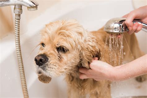 Hiring a house cleaner in new orleans, la through care.com will cost an average of $14.50 per hour as of october 2020. Plumbing Issues That Require a Drain Cleaning Service ...