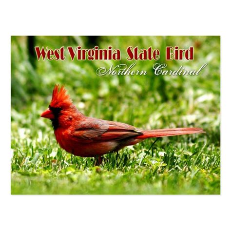 West Virginia State Bird Northern Cardinal Postcard Zazzle West