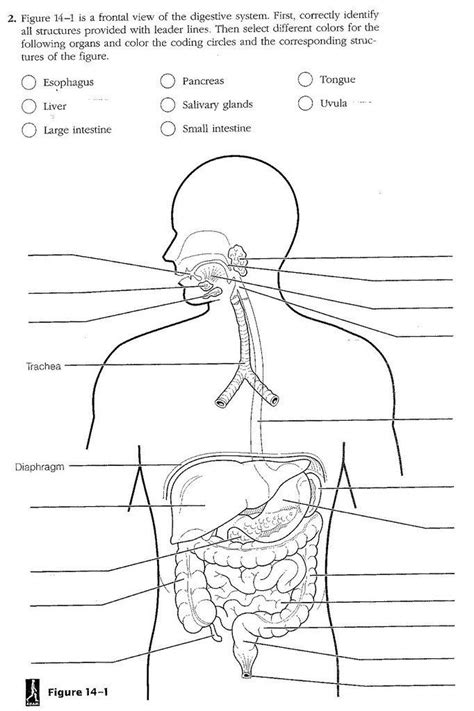 The human digestive system is a complex physiological process that takes place in humans. Digestive System Worksheet Answer Key Blank Digestive ...