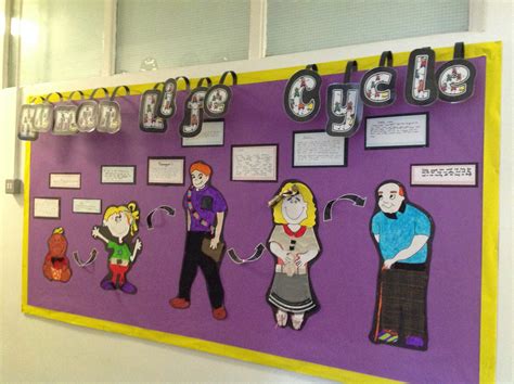 The Human Life Cycle St Marks C Of E Primary School