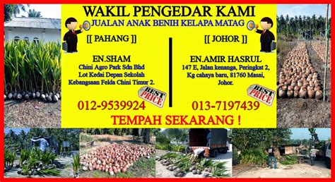 Penghantaran 400 pokok benih kelapa matag f1 ke inas johol n9 utk haji syawal yg d wakili ibu beliau. Pembekal Kelapa MataG/MataQ Terhangat Di Pasaran!