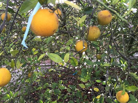 Wsu Grant Will Help Fight Devastating Citrus Disease Wsu