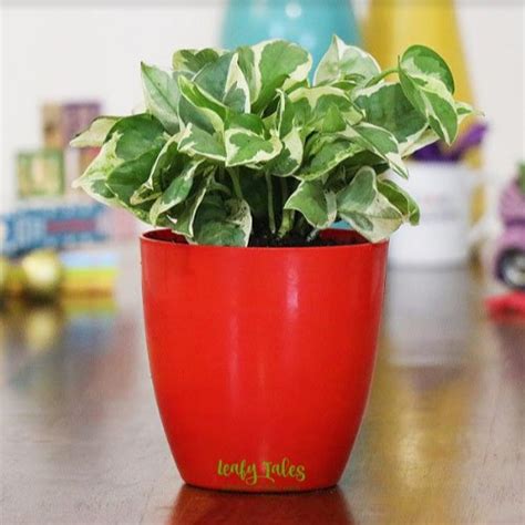 The most common reason this happens is due to too much sunlight, and there are a few other causes which we will get into later, but one of the. Red White Money Plant, Rs 120 /unit Leafy Tales | ID ...