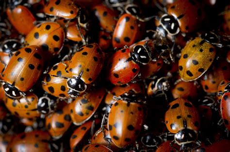 Ask Dr Universe Ladybugs Survive The Winter By Hibernating In Large